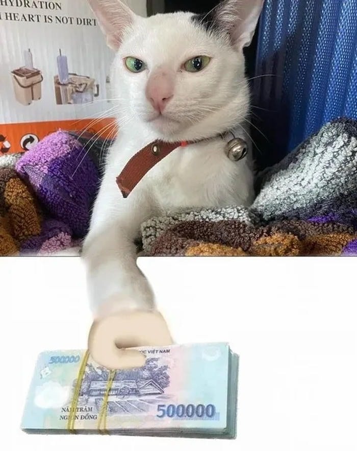 500k meme mèo đưa tiền