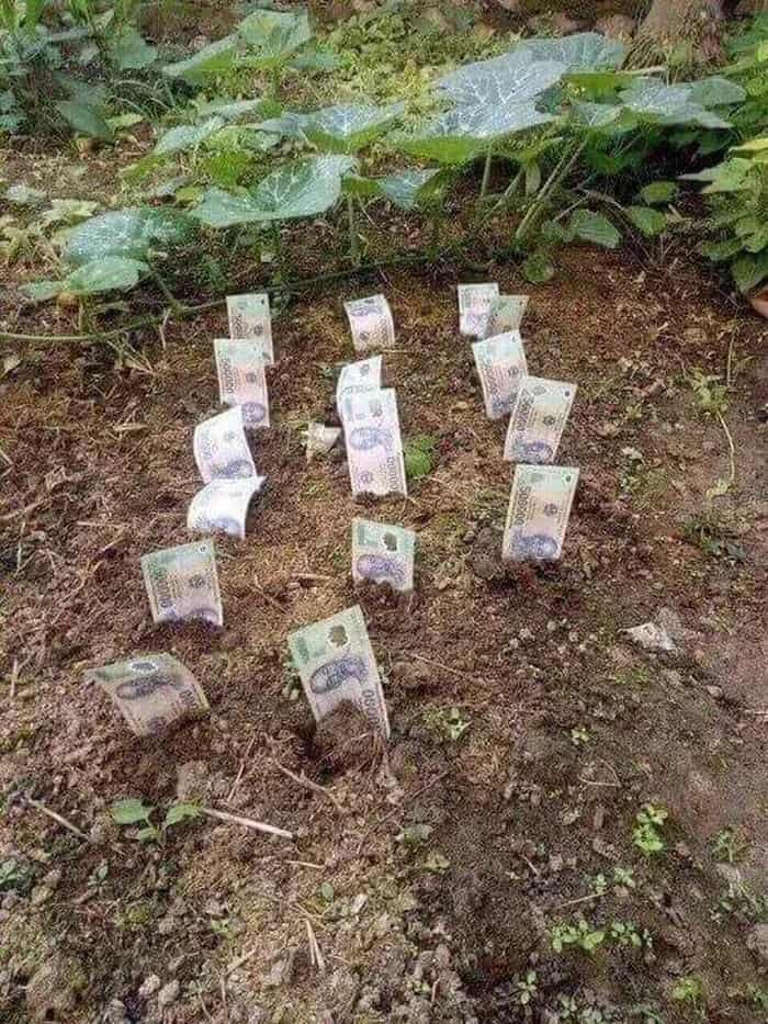 500k meme trồng tiền