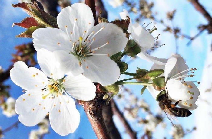 Ảnh Đẹp Hoa Mai