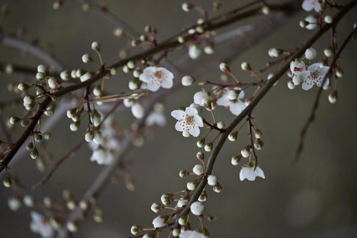 Ảnh Đẹp Mai Trắng