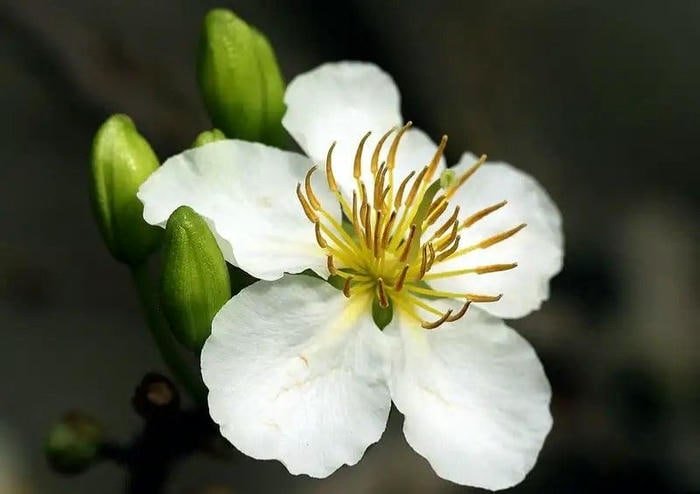 Ảnh Mai Trắng Tươi