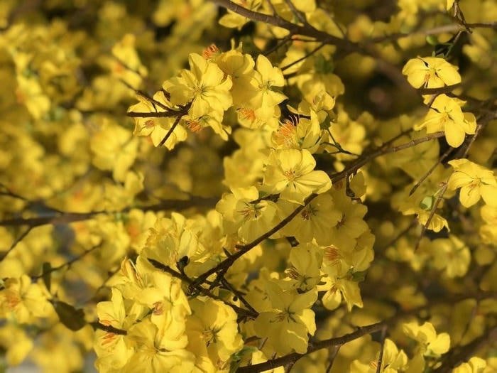 Ảnh Mai Vàng Tươi