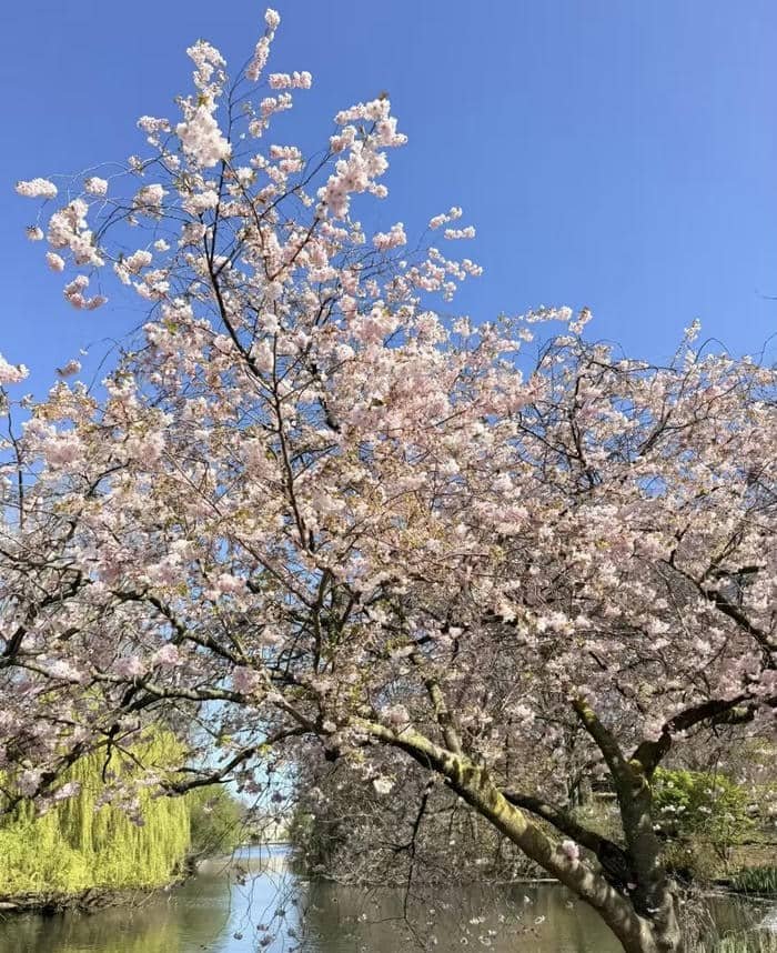 Ảnh hoa đầy màu sắc