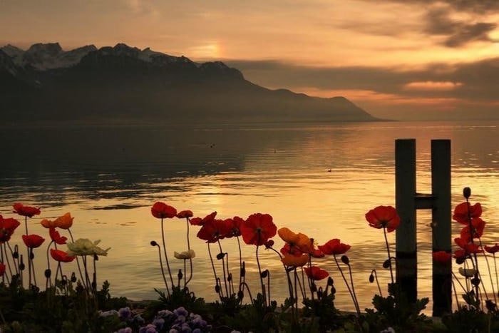 Ảnh hoa đẹp mang phong cách vintage