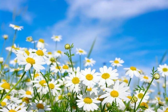 Ảnh hoa đẹp rực rỡ sắc xuân