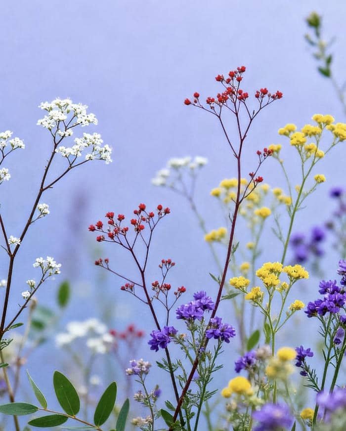 Ảnh hoa lãng mạn