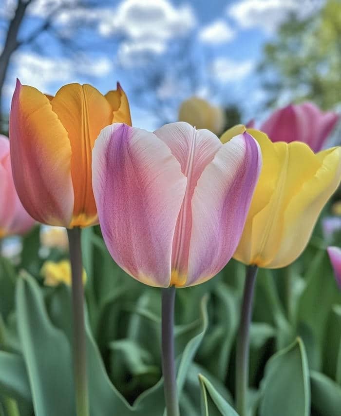 Ảnh hoa nhẹ nhàng và sâu lắng