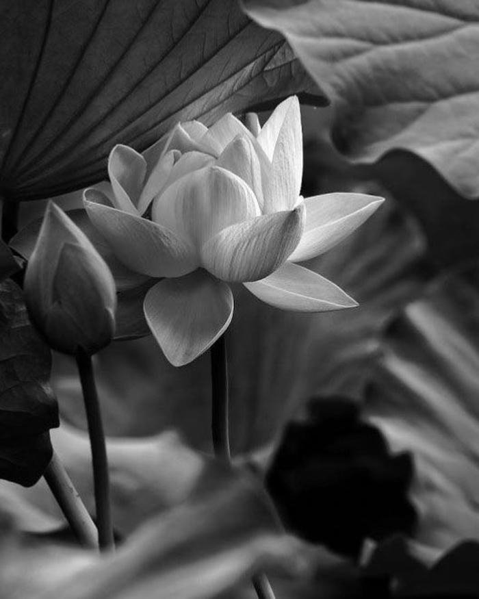 Ảnh hoa sen đám tang dùng cho video tưởng niệm