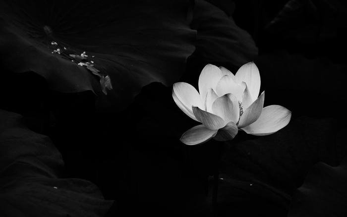 Ảnh hoa sen dùng trong lễ tang