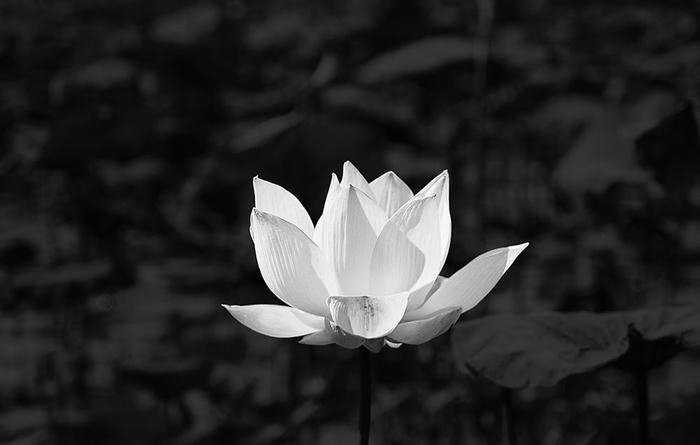 Ảnh hoa sen dùng trong thiệp chia buồn