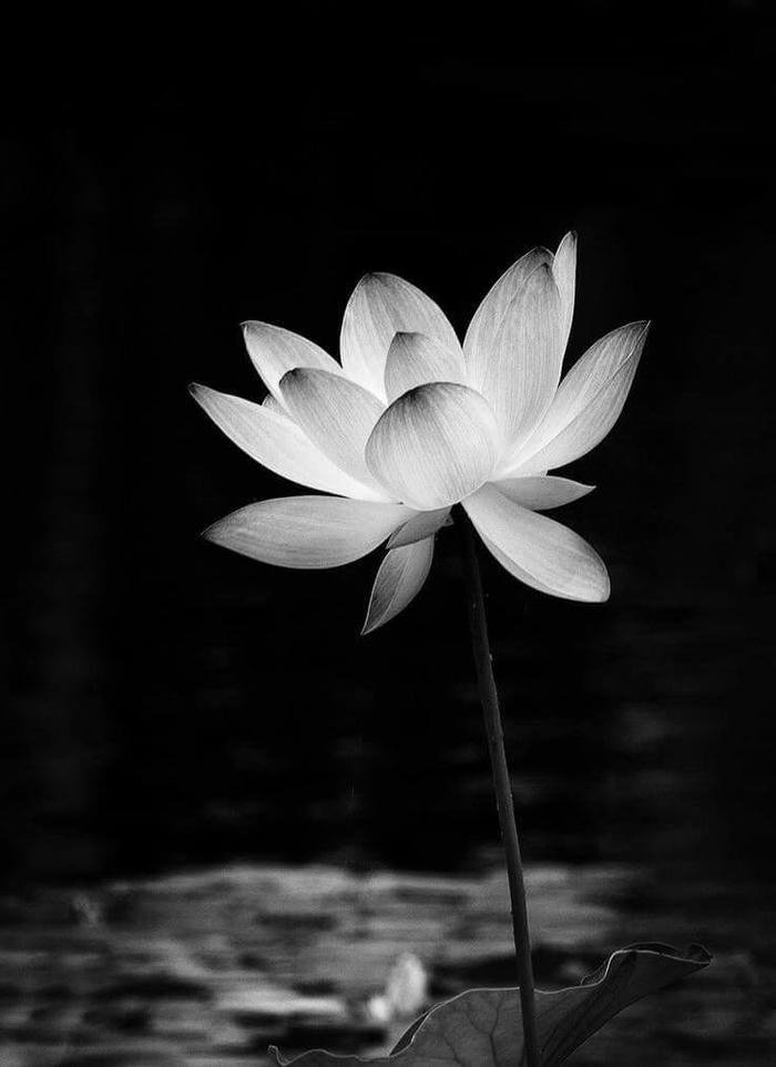 Ảnh hoa sen màu trắng đen