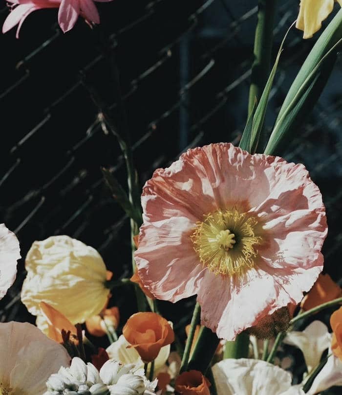 Ảnh hoa thiên nhiên