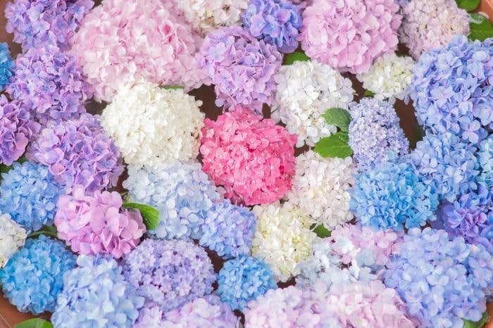 Ảnh hoa tươi đẹp lung linh