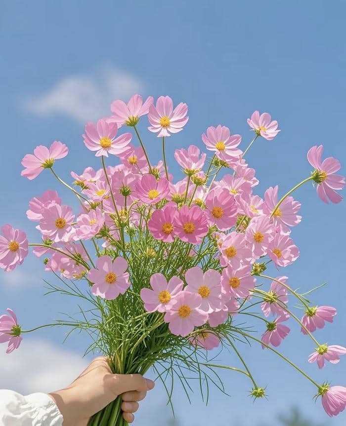 Ảnh hoa tươi mới