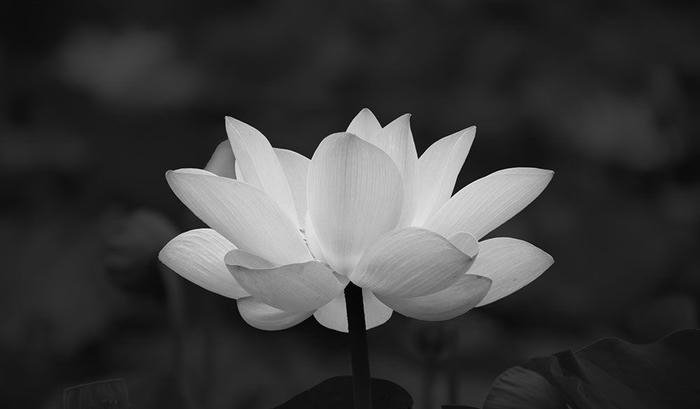 Các hình ảnh hoa sen đám tang