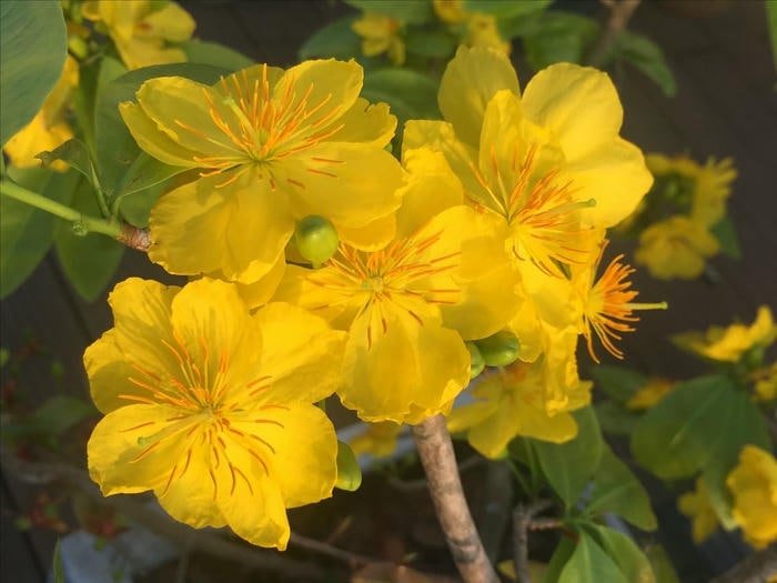 Cánh Mai Vàng Ấm Áp