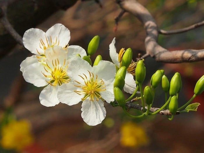 Hình Ảnh Mai Trắng Tinh Khôi