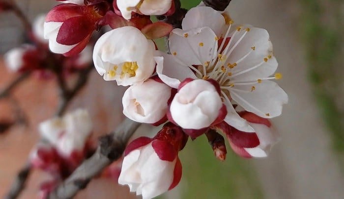 Hình Hoa Mai Đẹp Nhất