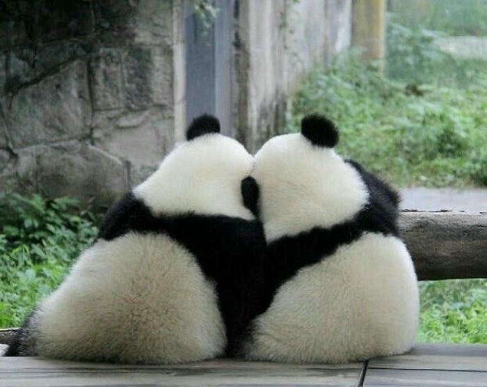 Hình ảnh 2 con gấu trúc ôm nhau