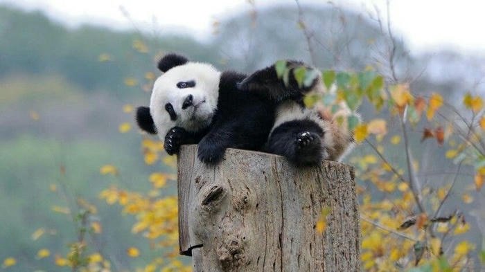 Hình ảnh con gấu trúc đang nằm