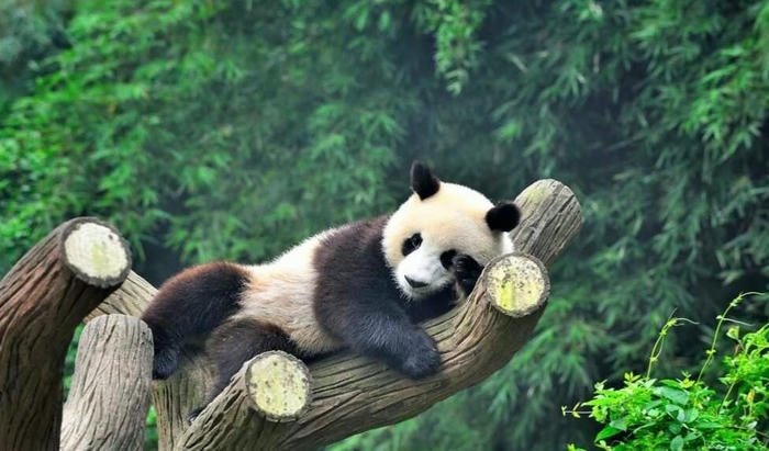 Hình ảnh con gấu trúc năm trên cây