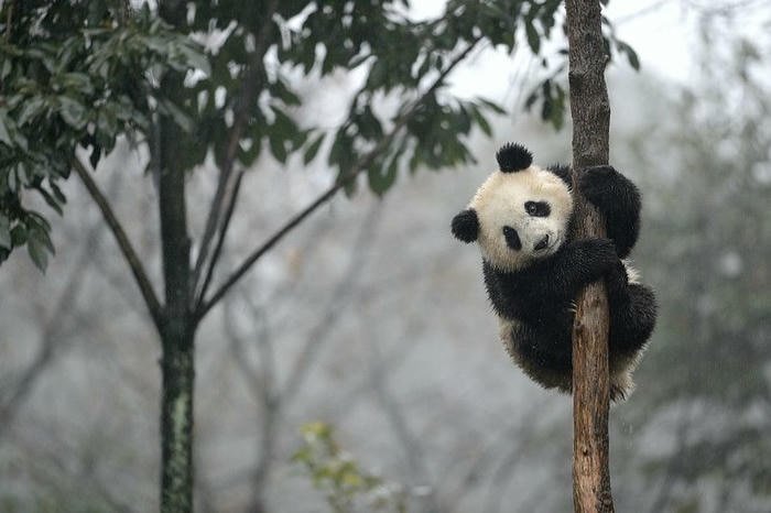 Hình ảnh con gấu trúc trèo cây