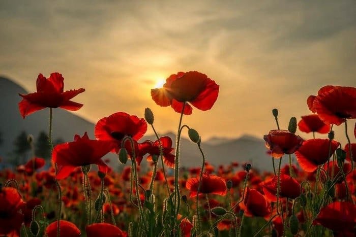 Hình ảnh hoa đẹp ấn tượng theo chủ đề màu sắc