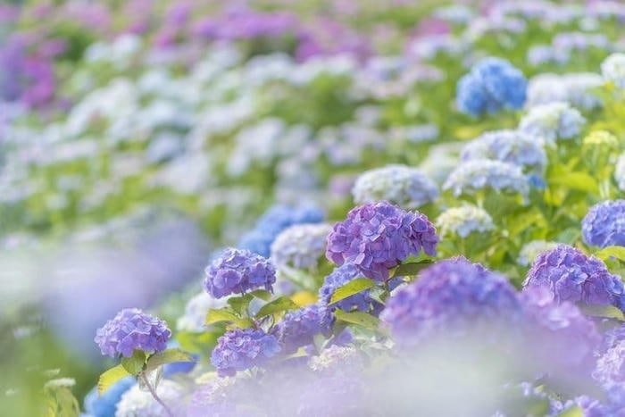 Hình ảnh hoa đẹp lãng mạn