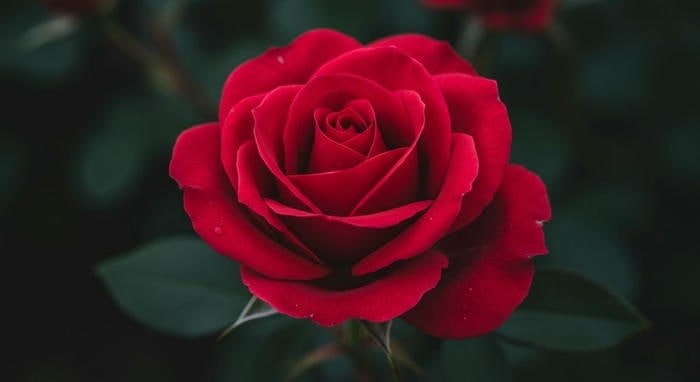 Hình ảnh hoa hồng nhung đỏ thắm