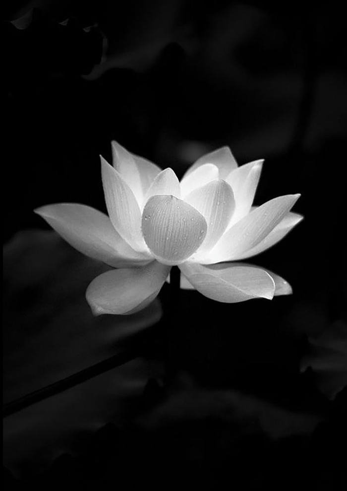 Hình ảnh hoa sen đám tang đen trắng