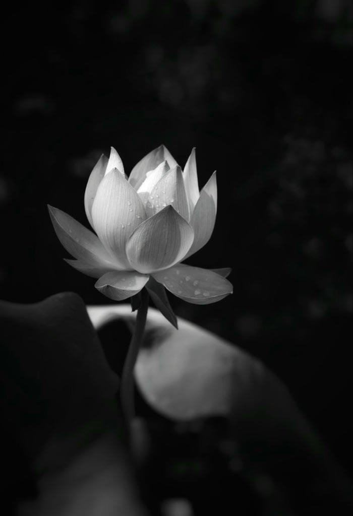 Hình ảnh hoa sen đám tang phong thủy