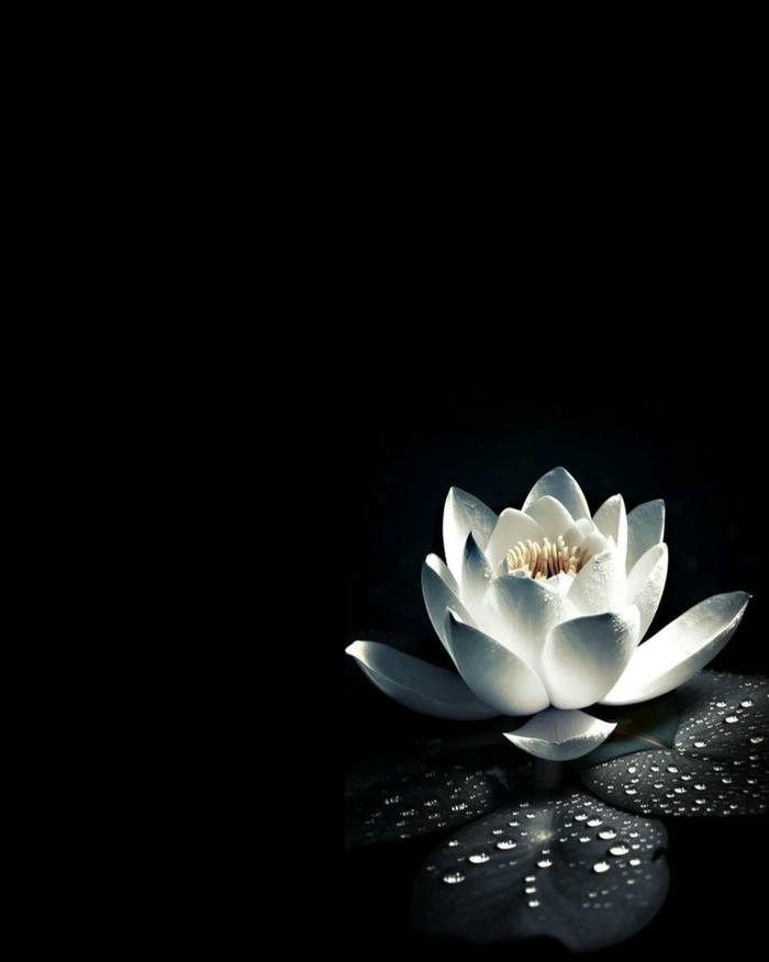 Hình ảnh hoa sen trang trọng cho đám tang