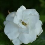 Hình hoa mềm mại