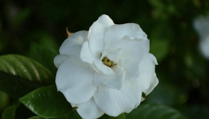 Hình hoa mềm mại