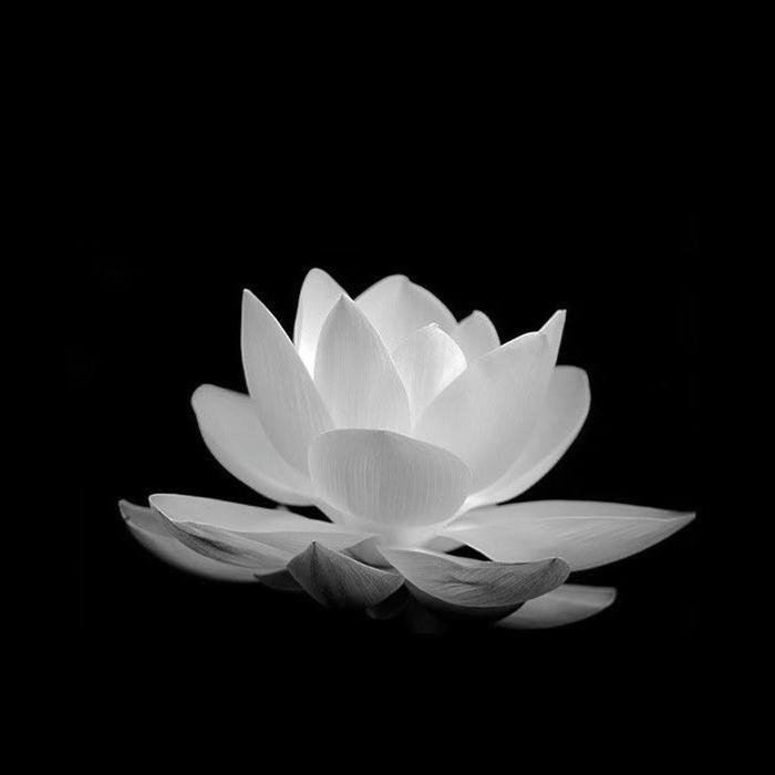 Hình hoa sen trắng – biểu tượng của sự an nghỉ