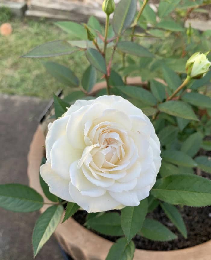 Hình hoa tươi tắn