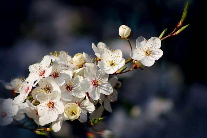 Hoa Mai Và Mùa Xuân Việt