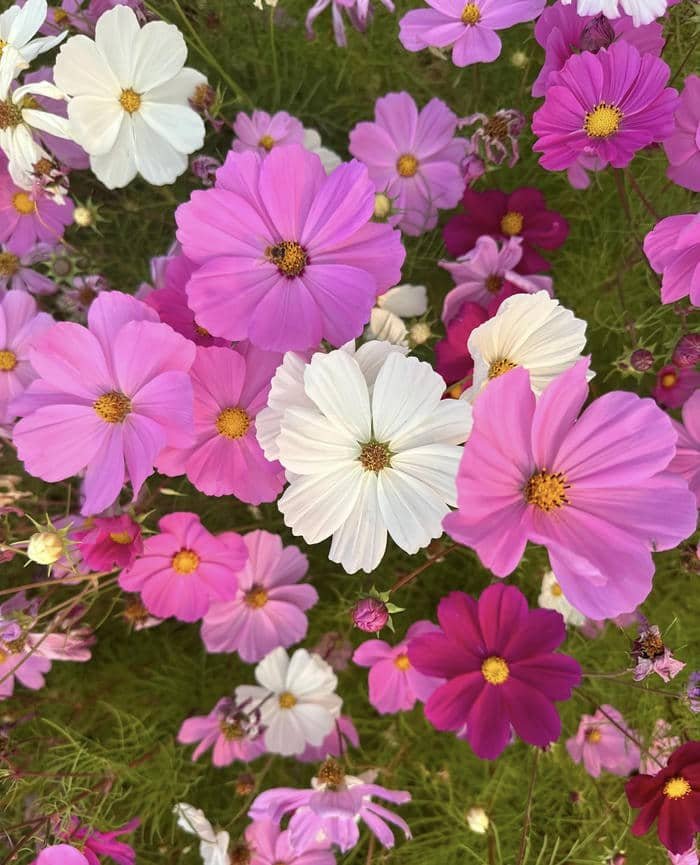 Hoa khoe sắc trong nắng