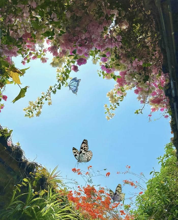 Hoa mang cảm xúc yên bình