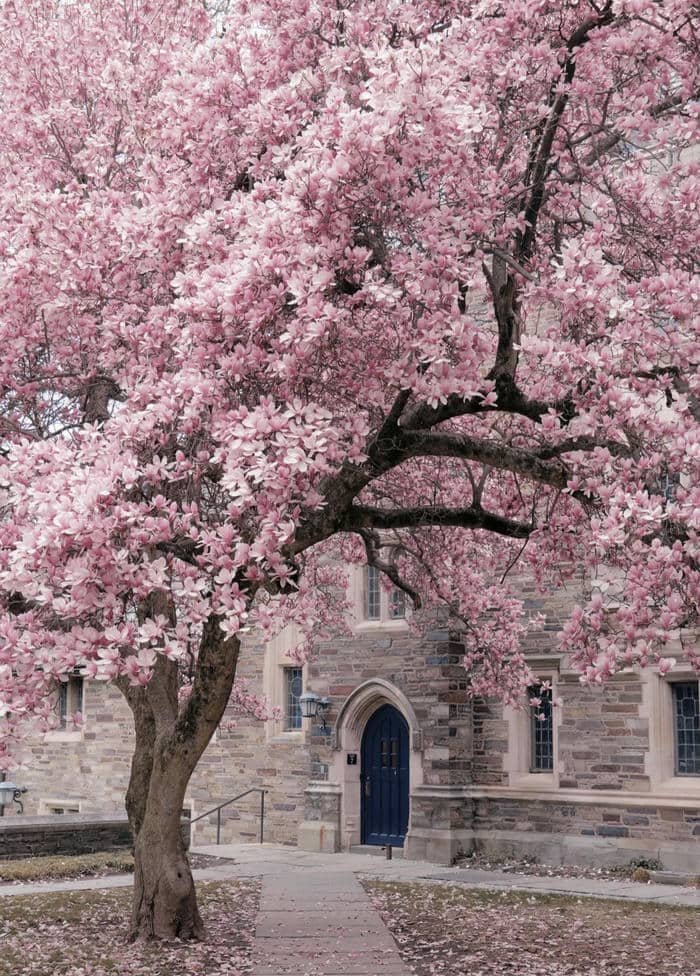 Hoa mang nét dịu dàng