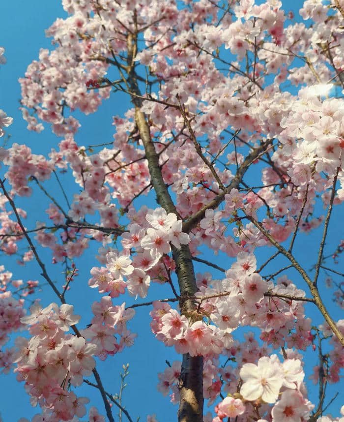 Hoa mang nét thanh tao