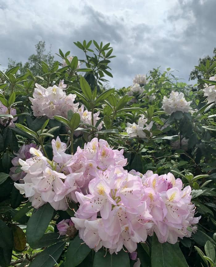 Hoa mang vẻ đẹp tự nhiên