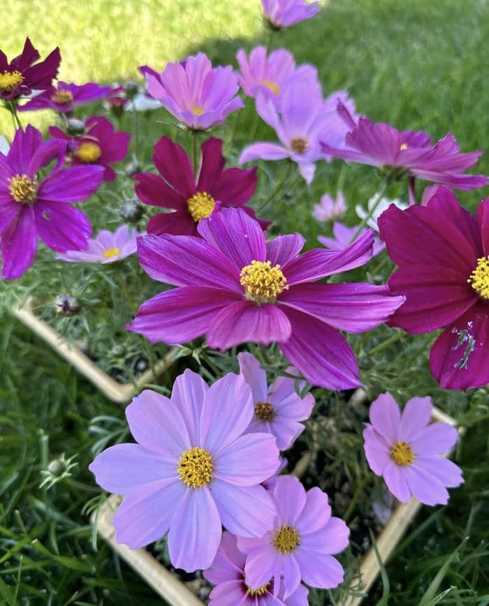 Hoa nở giữa ánh sáng