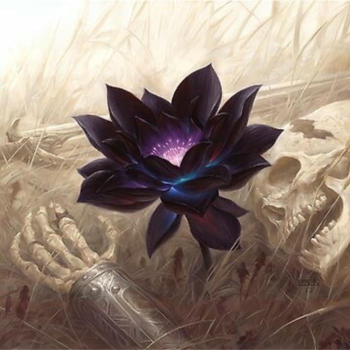 Hoa sen đen huyền thoại