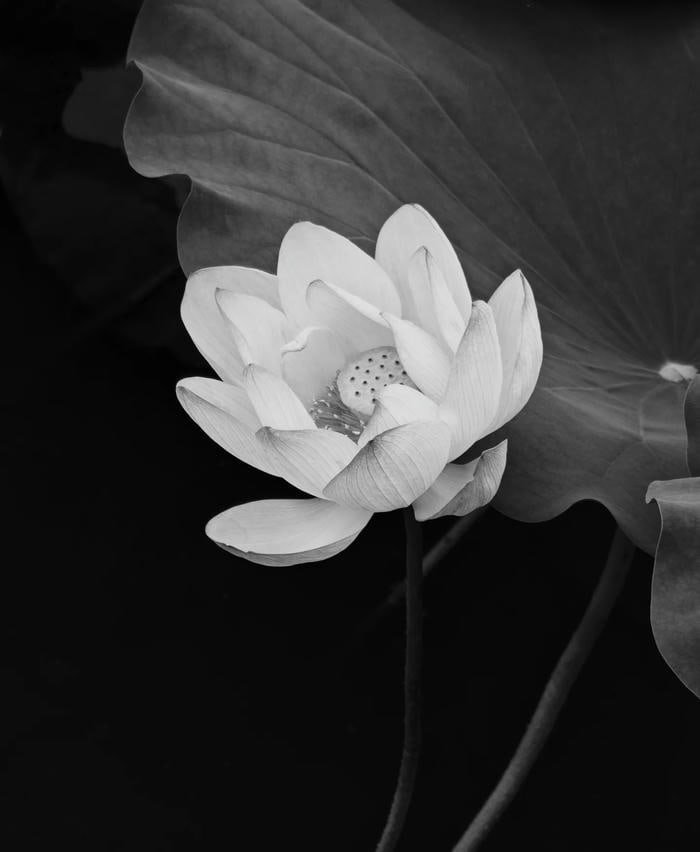 Hoa sen đen nghệ thuật