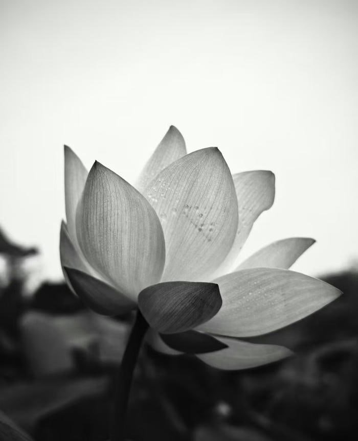 Hoa sen đen phong thủy