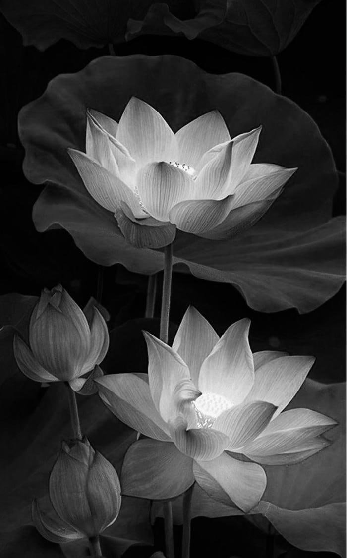 Hoa sen đen tinh tế