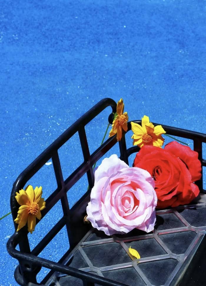 Hoa tỏa hương dịu dàng