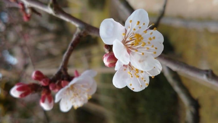 Hương Mai Mùa Xuân