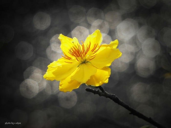 Mai Nở Bên Hiên Nhà